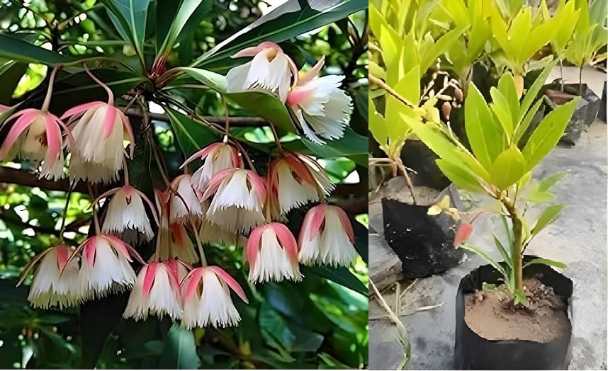 Green view Rare Original Nepal Variety Rudraksha Live Healthy plant & Tree Pack of 1 In Nursery Pot For Home Garden (B0CKN1C3C4) Amazon Price History, Amazon Price Tracker