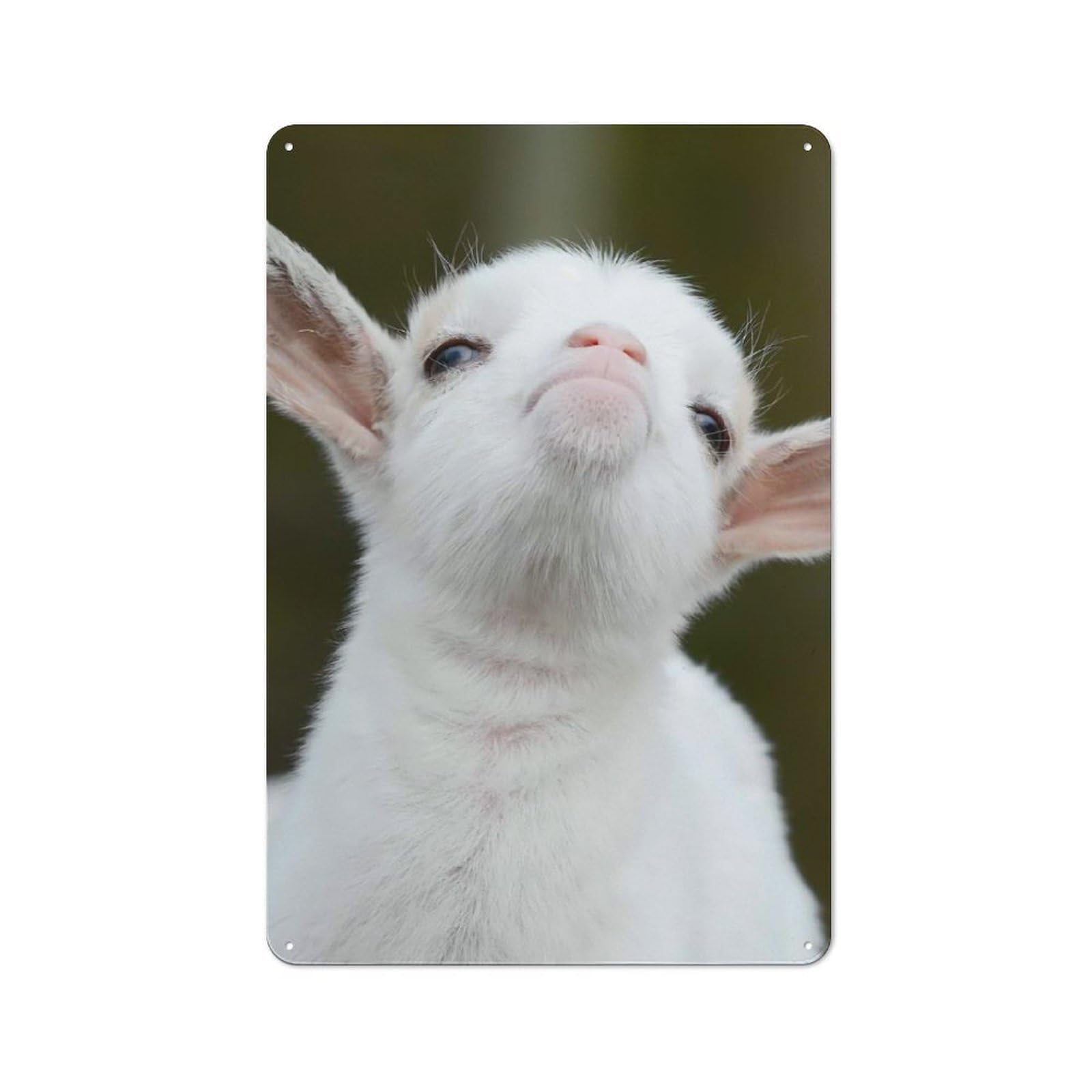 Junmoney Baby Animal Goat Country Country Metal Sign 30X20cm Featuring Rustic Kitchen Decor For Cottage, Kitchen, Hallway Or Breakfast Nook