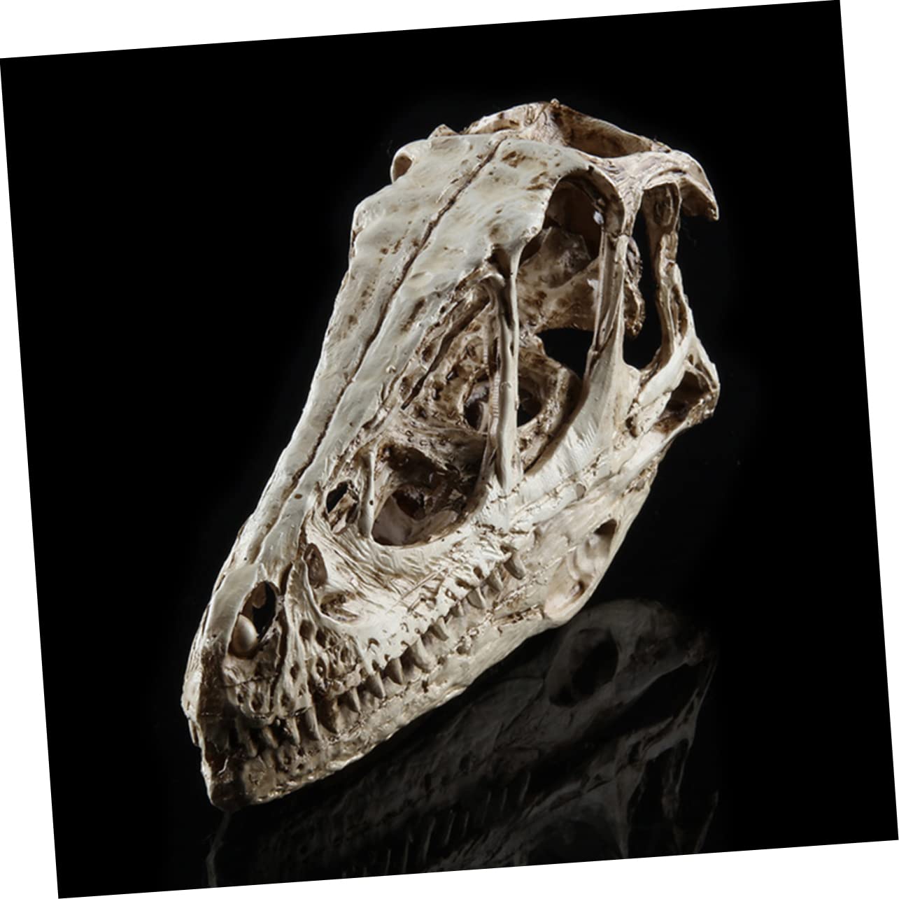 Amazon.co.jp: MUSISALY 恐竜 頭蓋骨 模型 ワニ 解剖学 スケルトン