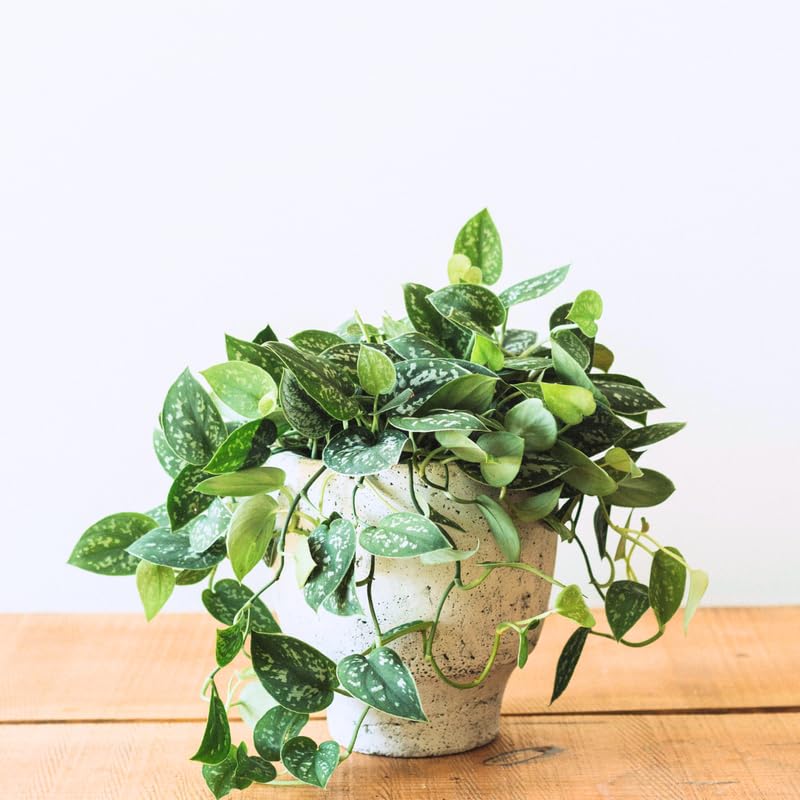 Amazon.com : Silver Pothos Live Plant, Pothos House Indoor Plant 4 Inc Pot  for Planting : Patio, Lawn & Garden