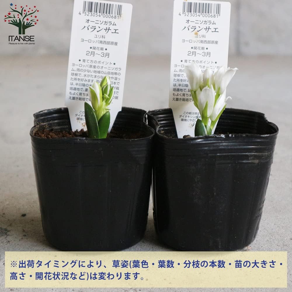 Amazon Co Jp オーニソガラム バランサエ 3号ポット 3個セット 品種で選べる球根芽出し苗 学名 Ornithogalum Balansae ユリ科オーニソガラム属 原産地 地中海沿岸 オーニソガラムは 星型の形をした小さい花を茎の先にたくさんつけるお花です バランサエは