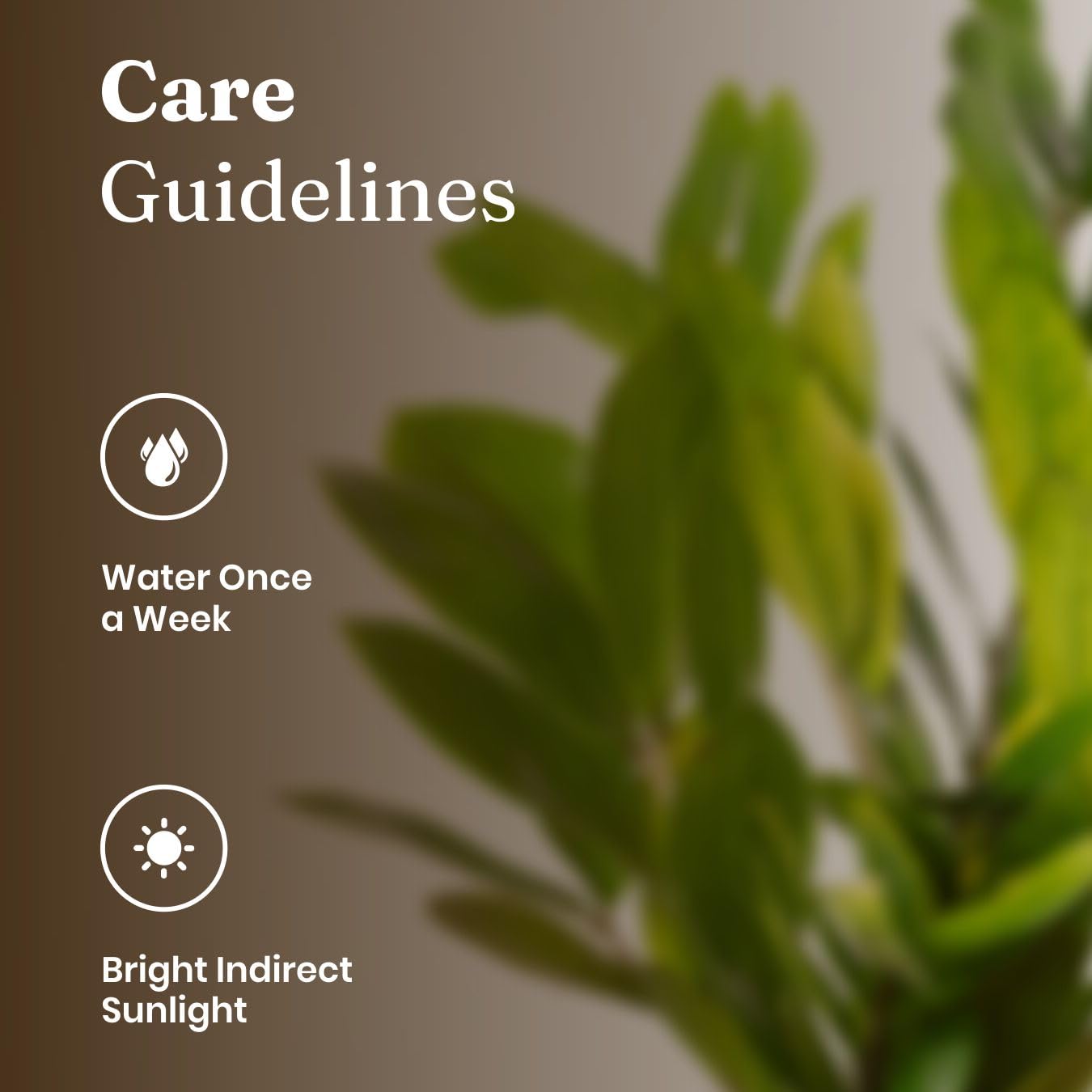 Kyari Zamia Green ZZ Plant - Air Purifying & Self Watering -4