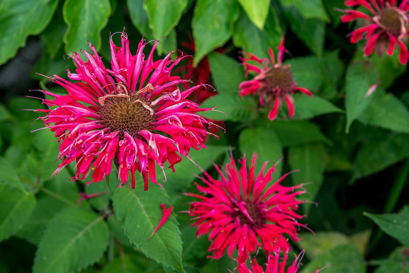 See full amazon price history chart for 50 Seeds- Wild Bergamot Monarda Fistulosa Mintleaf Bee Balm Flower Herb Seeds For Planting 50 Seeds- Wild Bergamot Monarda Fistulosa Mintleaf Bee Balm Flower Herb Seeds For Planting (B0CCSMXMR6) Amazon Price History, Amazon Price Tracker