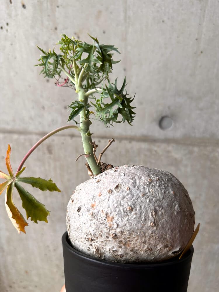 ヤトロファ　ポダグリカ ヤトロファ：ポダグリカ珊瑚油桐（さんごあぶらぎり）黄花 5号