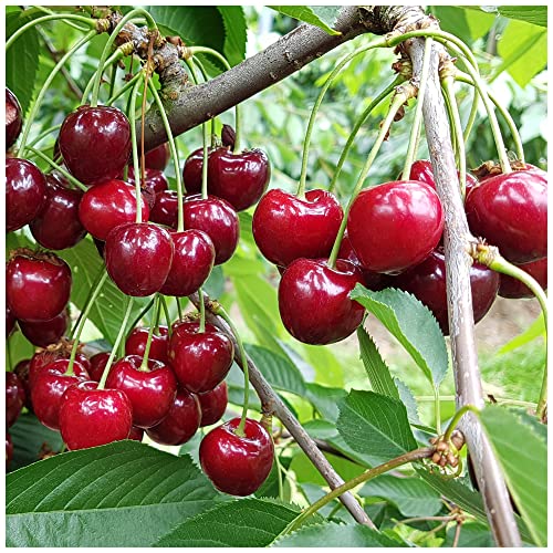 Morello Cherry Tree 3-4ft Tall in 6L Pot Self-Fertile,Ready to Fruit.Great for Jam & Pies 3fatpigs®