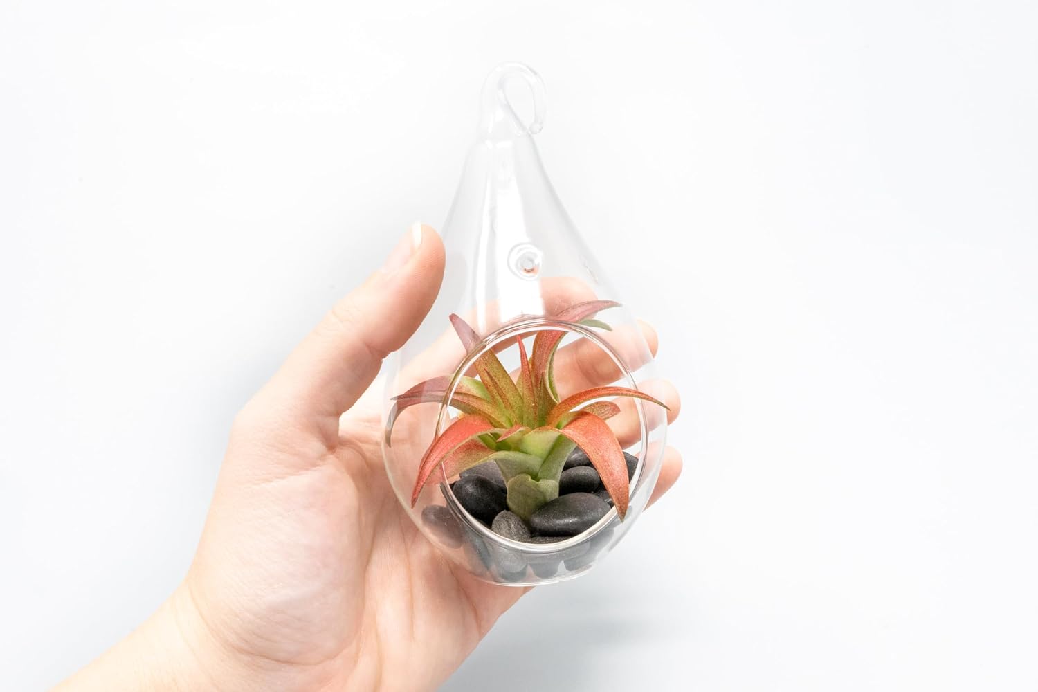 Air Plant Shop Set of 3 Red Hots Complete Teardrop Terrariums - Wholesale and Bulk - Succulents - Live Tillandsia - Easy Care Indoor and Outdoor House Plants