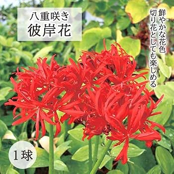おしゃま 彼岸花 球根80球 おしゃま 彼岸花 球根80球 彼岸花 球根の