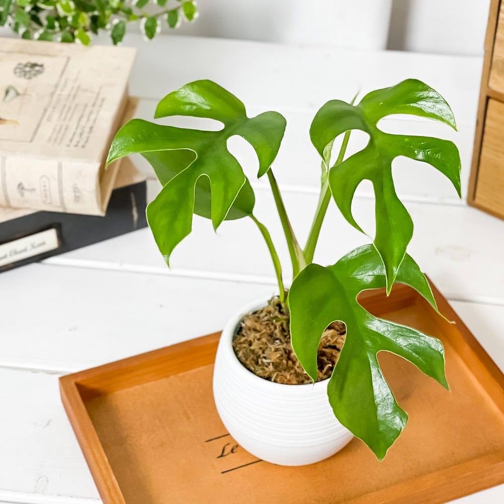 Amazon｜PLANCHU 観葉植物 ヒメモンステラ 3号丸鉢 受け皿付き