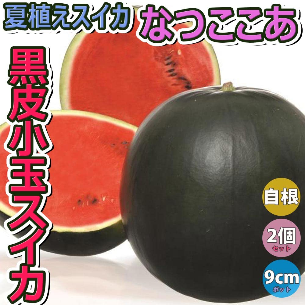 Amazon.co.jp: スイカ苗 夏植えスイカ 黒皮赤小玉スイカ(品種