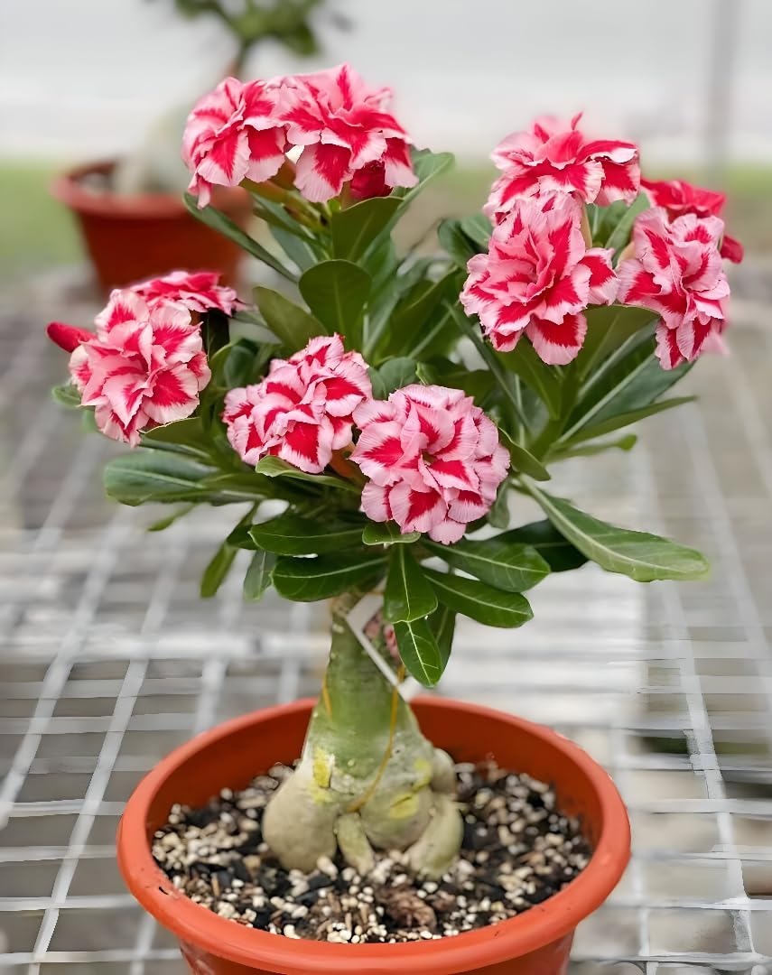 Desert Rose Adenium Live Plant, Hybrid Multicolour Grafted Desert Rose for Home Garden Indoor Outdoor without pot (pack of 1) A1