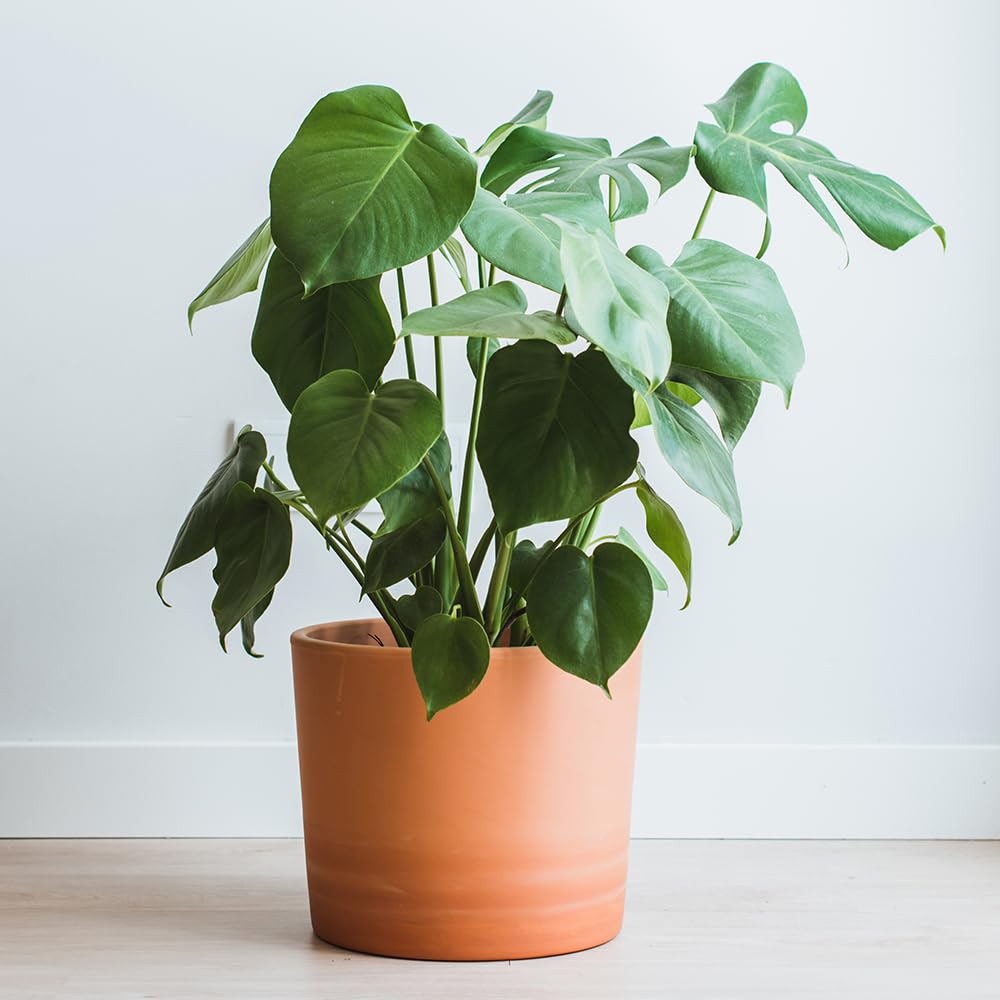 YouGarden Swiss Cheese Plant, Monstera deliciosa Houseplant, Tropical Indoor Plant in 6cm Pot for Home, Office or Living Room