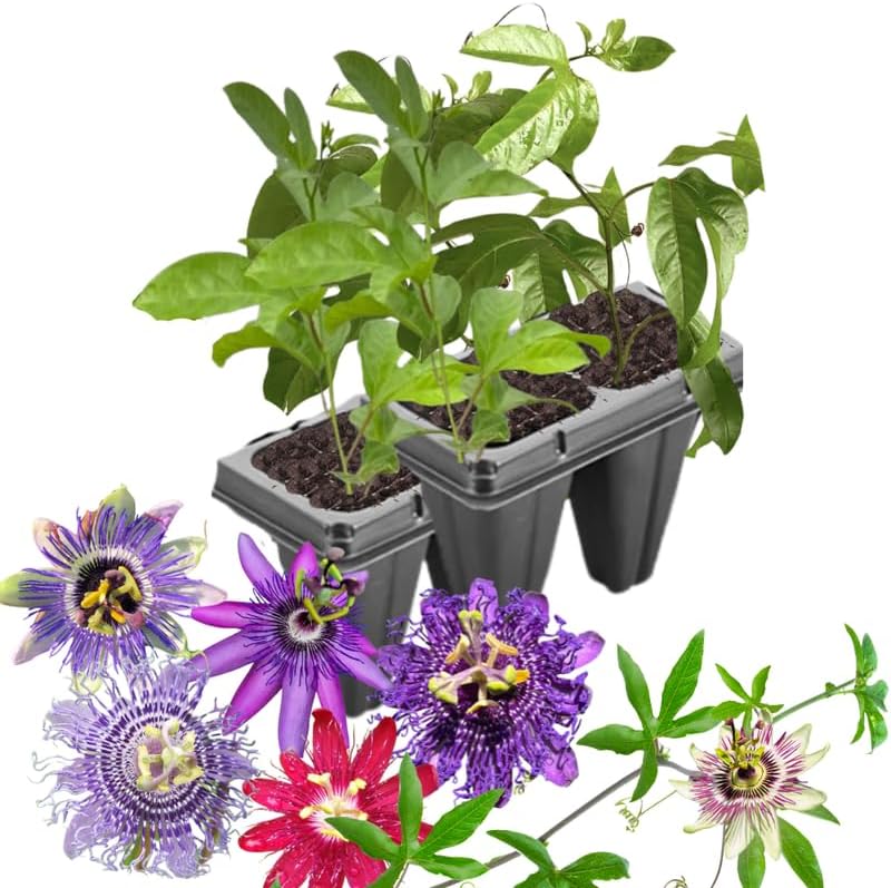 3 Mixed Passion Flower Plants Live, 5 to 8 Inch Tall Passiflora Vine, Fragrant Climbing Plant for Garden or Trellis, No Pot, Well-Rooted