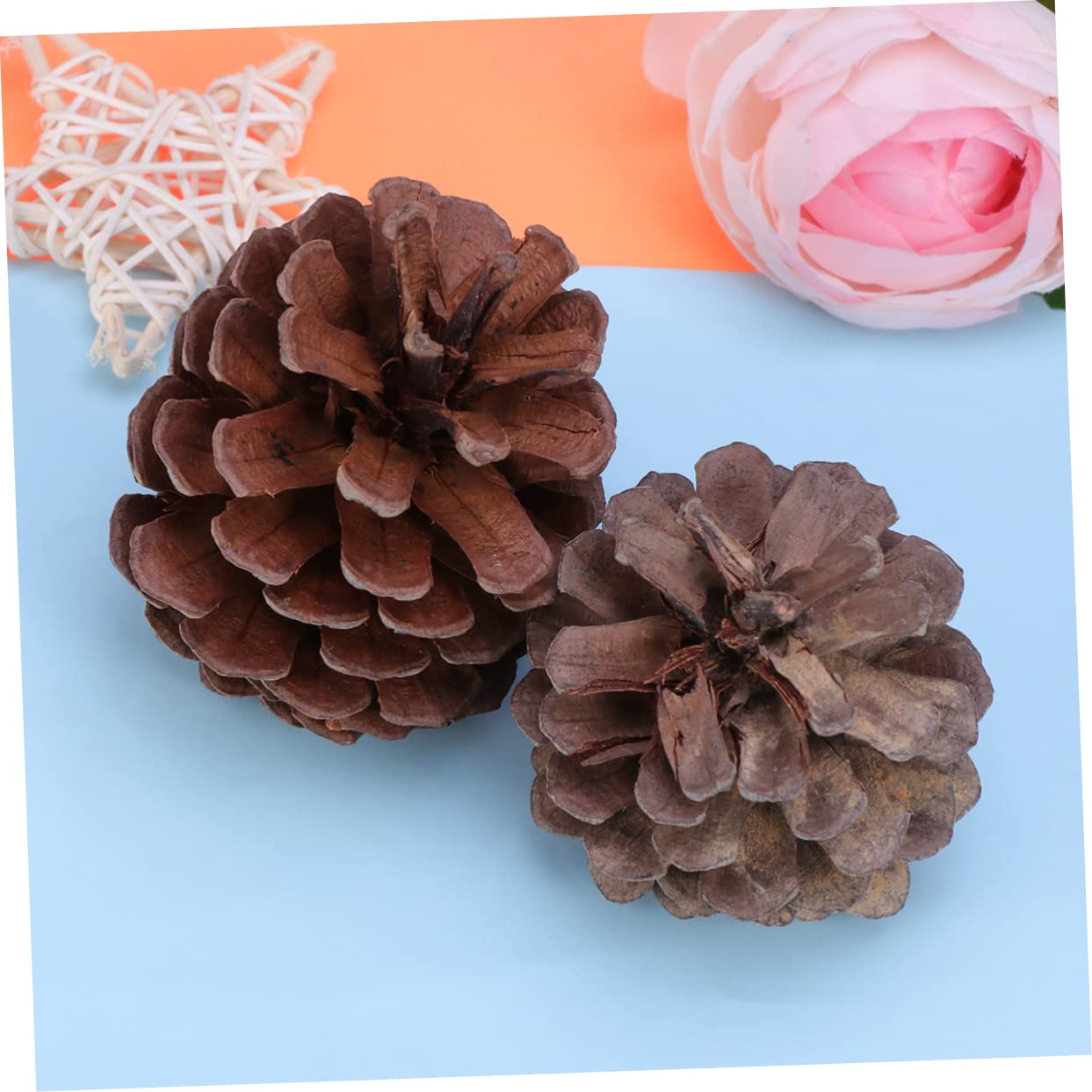 EXCEART 50pezzi Pigne Naturali Confezione Da Decorazioni Natalizie Per Albero Di Natale Casa Cucina Tavolo Vetrina Ornamenti Invernali Feste Festival Matrimoni