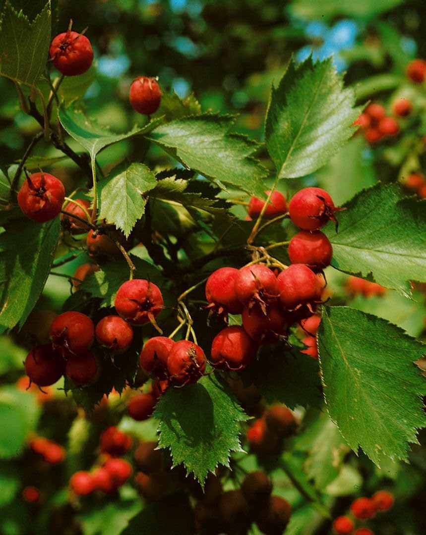 Scharlachdorn Crataegus coccinea 150-200 cm Heckenpflanze winterhart