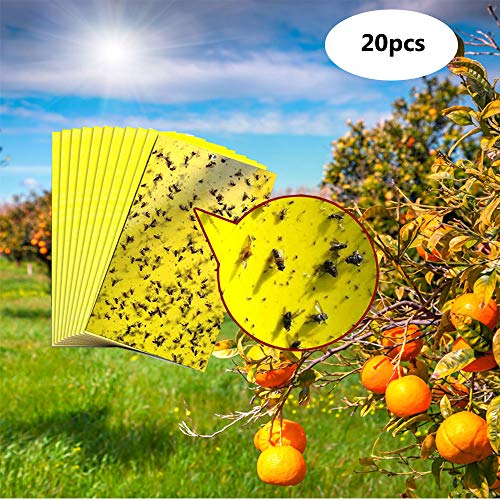 Preisvergleich Produktbild JOCHAO 20 Stück Beidseitig Gelbtafeln Klebrige Insektenfallen,Fruchtfliegenfalle, Professionell Fliegenfalle Fänger für Kirschfruchtfliege Gartenarbeit Pflanzenschutz & Schädlingsbekämpfung