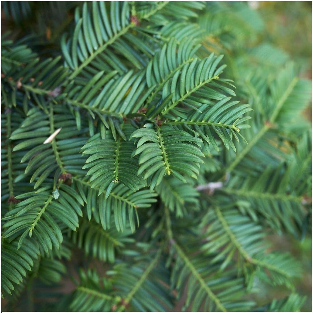 Nadelbaum - Europische Eibe (Taxus Baccata) mit bertopf - von Botanicly :  Amazon.de: Garten