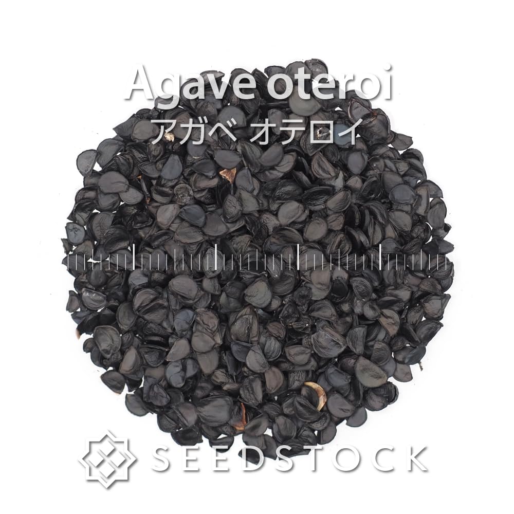 Amazon.co.jp: アガベオテロイ種子 50粒 : DIY・工具・ガーデン