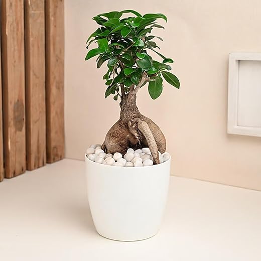 Ficus Bonsai Live Indoor Plant in White Pot