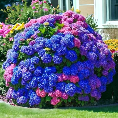 NYGardenia 35 Mixed Color Hydrangea Seeds – Blue, Pink & Purple Blooming Flower Seeds for Home Garden Planting, Non-GMO