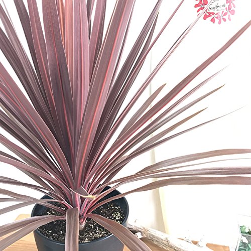 Amazon｜コルジリネ レッドスター ドラセナ 庭木 鉢植え ガーデニング