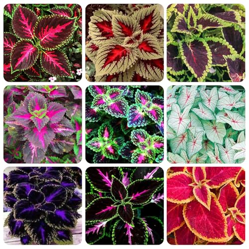 150+Coleus Rainbow Mix Seeds for Planting Outdoor-Beautiful Flower Plant in