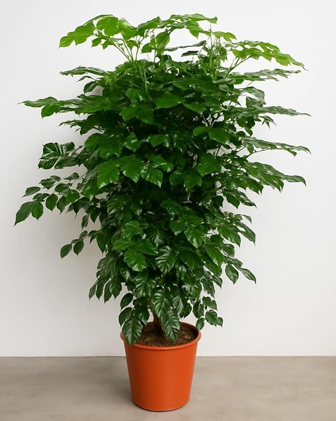 Image of China Doll Live Plant with 3 Inch Pot | Radermachera Sinica Indoor Air Purifying Houseplant | Easy Care Evergreen Ornamental Plant for Home Office Bedroom Living Room Decor | Pack of 1