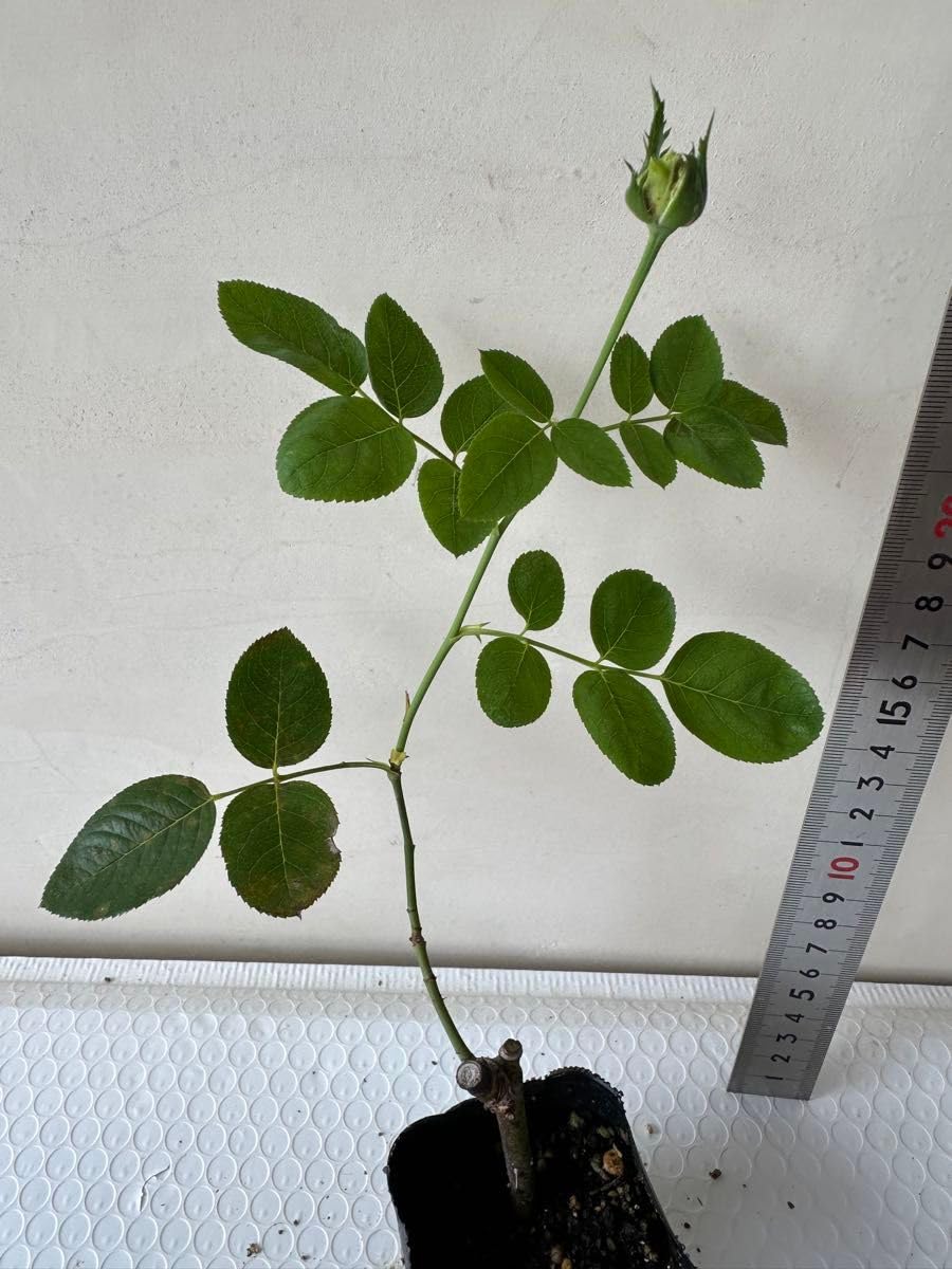 Amazon.co.jp: バラ苗 薔薇 挿し木苗 イヴ系 レア 切花品種 : DIY