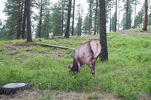 Montana Decoy Miss September Feeding Elk #TOP1