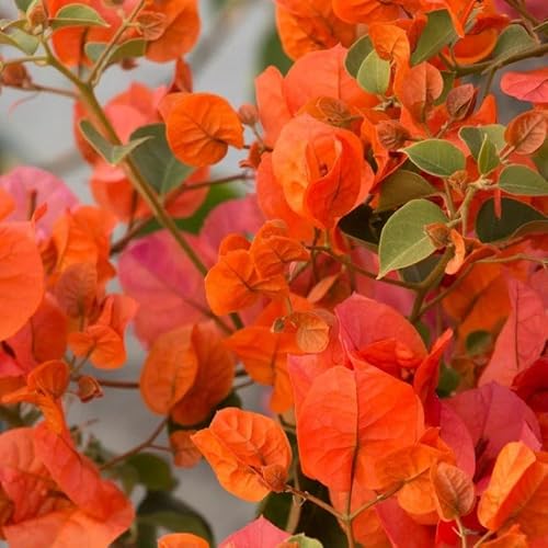 Orange Bougainvillea Live Plants - 2 Fire Opal