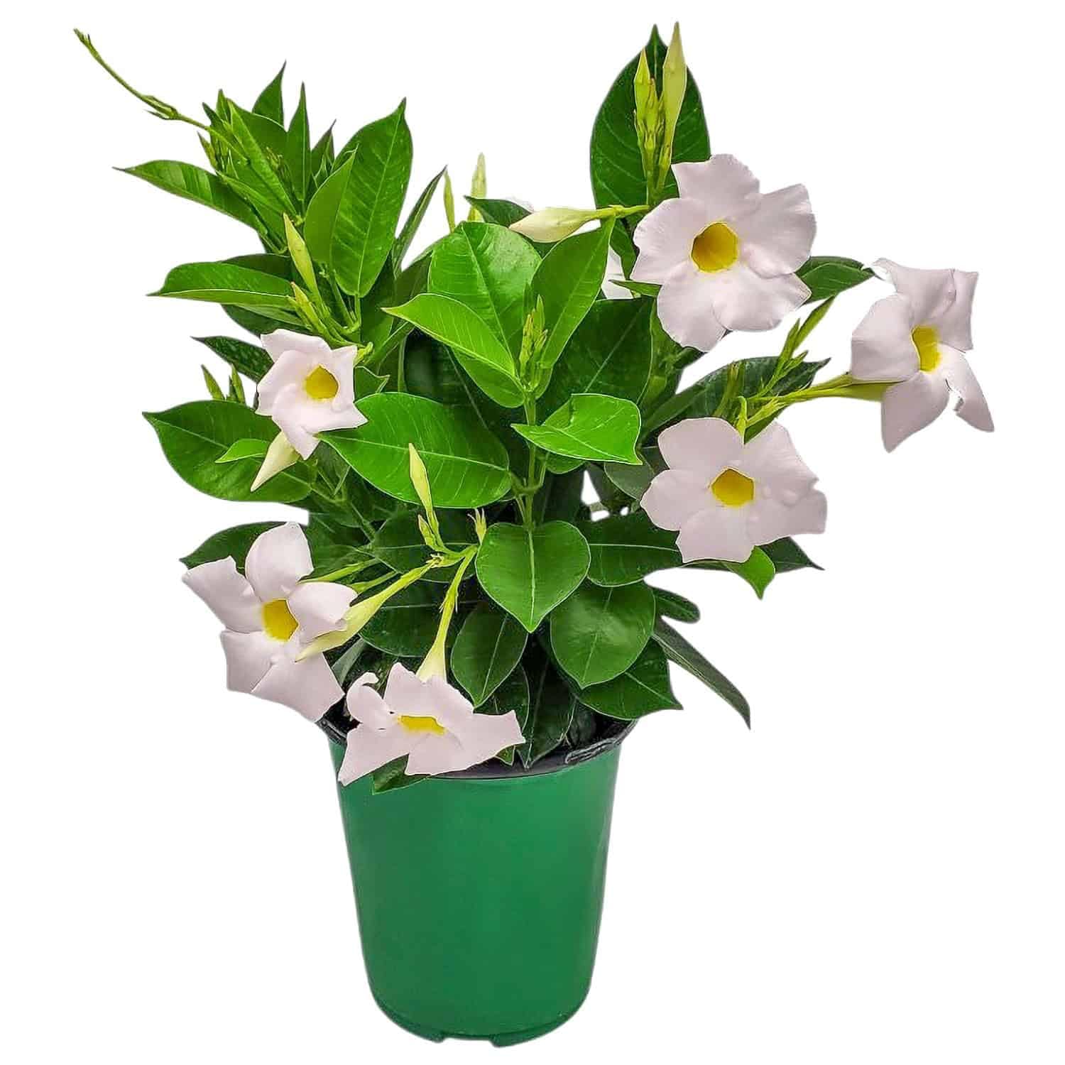 Tropical Plants of Florida White Dipladenia Bush