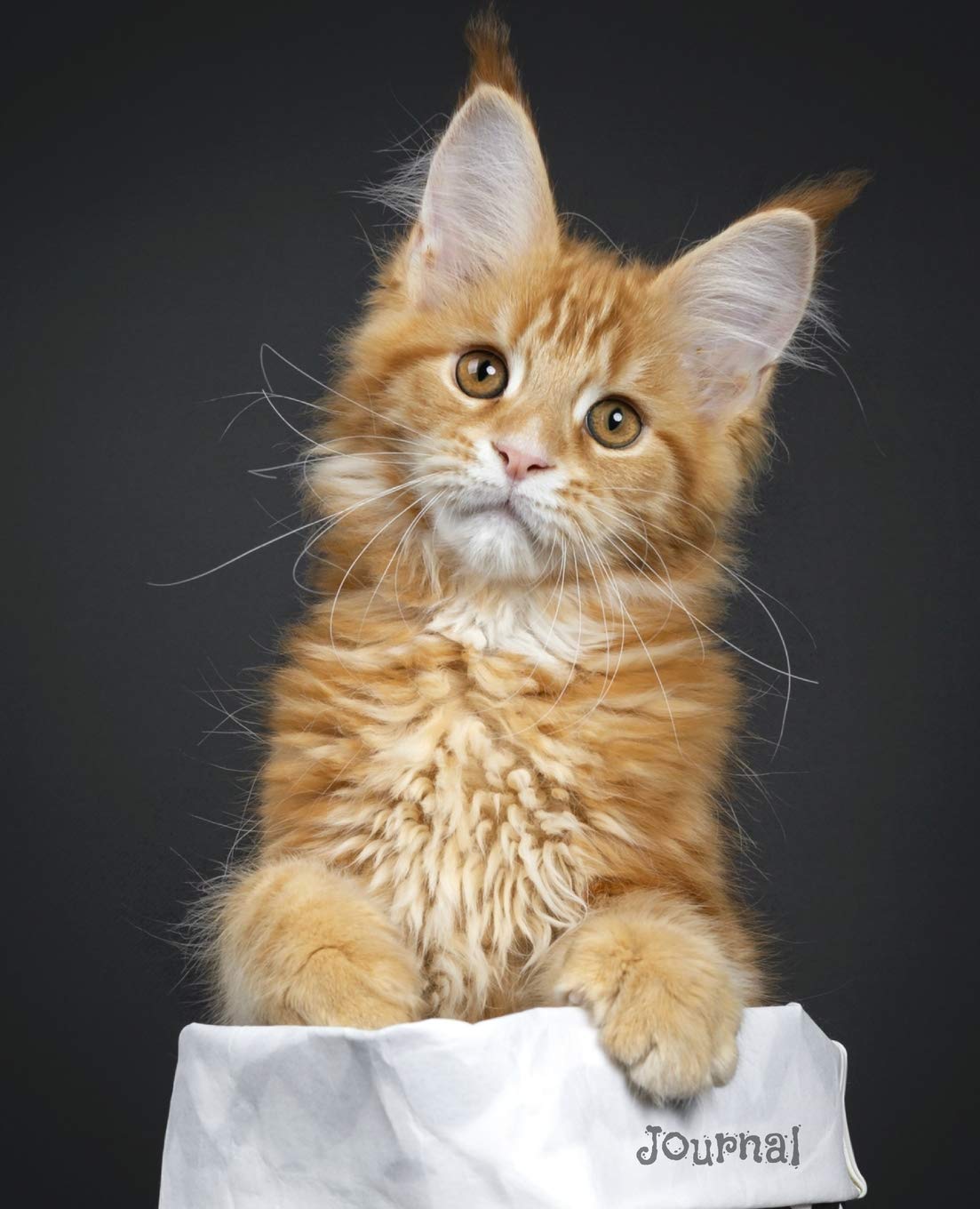 Journal: Ginger Maine Coon Kitten Notebook