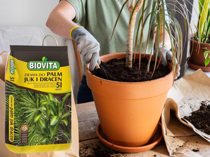 zimmerpflanze palme areca Kaufen Sie jetzt Zimmerpflanze Areca-Palme Dypsis lutescens inkl. Übertopf,  blau