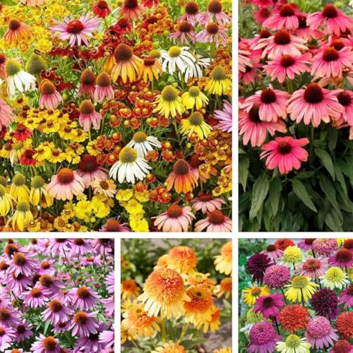 310pcs Coneflower Seeds Echinacea Pallida, Non-GMO Heirloom Perennial Flower Seeds