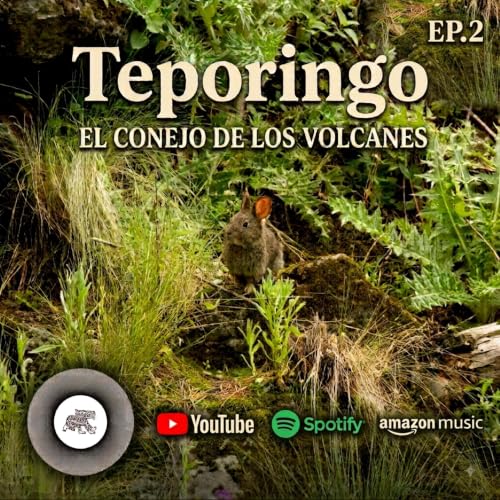 Teporingo, conejo de los volcanes: asociaciones con el ecosistema e importancia de su existencia.