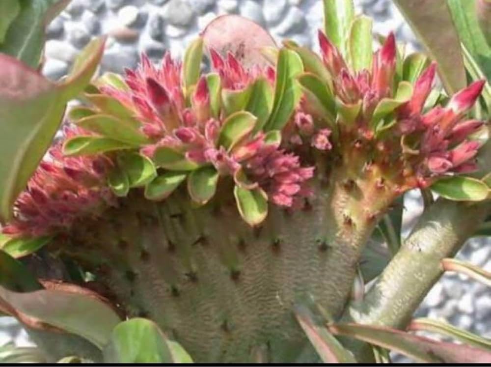 4月入荷 50粒+ リビストナ デコラ 種子 種 証明書あり2608 4月入荷 50粒+ リビストナ デコラ 種子 種 証明書あり2608 4月