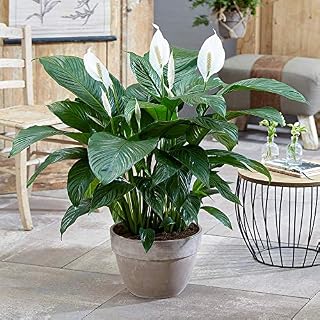 Spathiphyllum 'Peace Lily' House Plant - Live Indoor House Potted Tree in 9cm