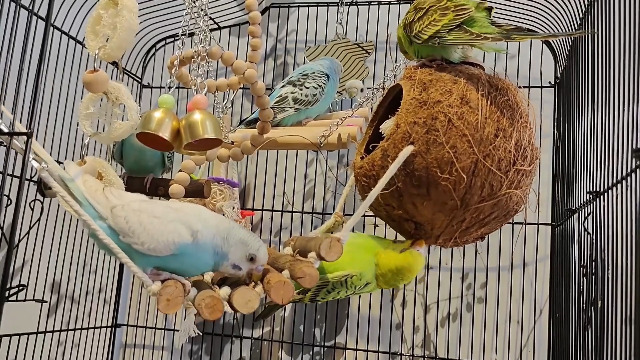 For Parakeet, Conure, Cockatiel, Love Birds, Parrots - Bird Cage Hammock with Ladder, Hanging Bell Swing, Chewing Toy - image 8