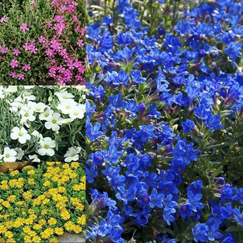 Mixed Rockery Alpine Collection Vibrant Colourful Outdoor Garden