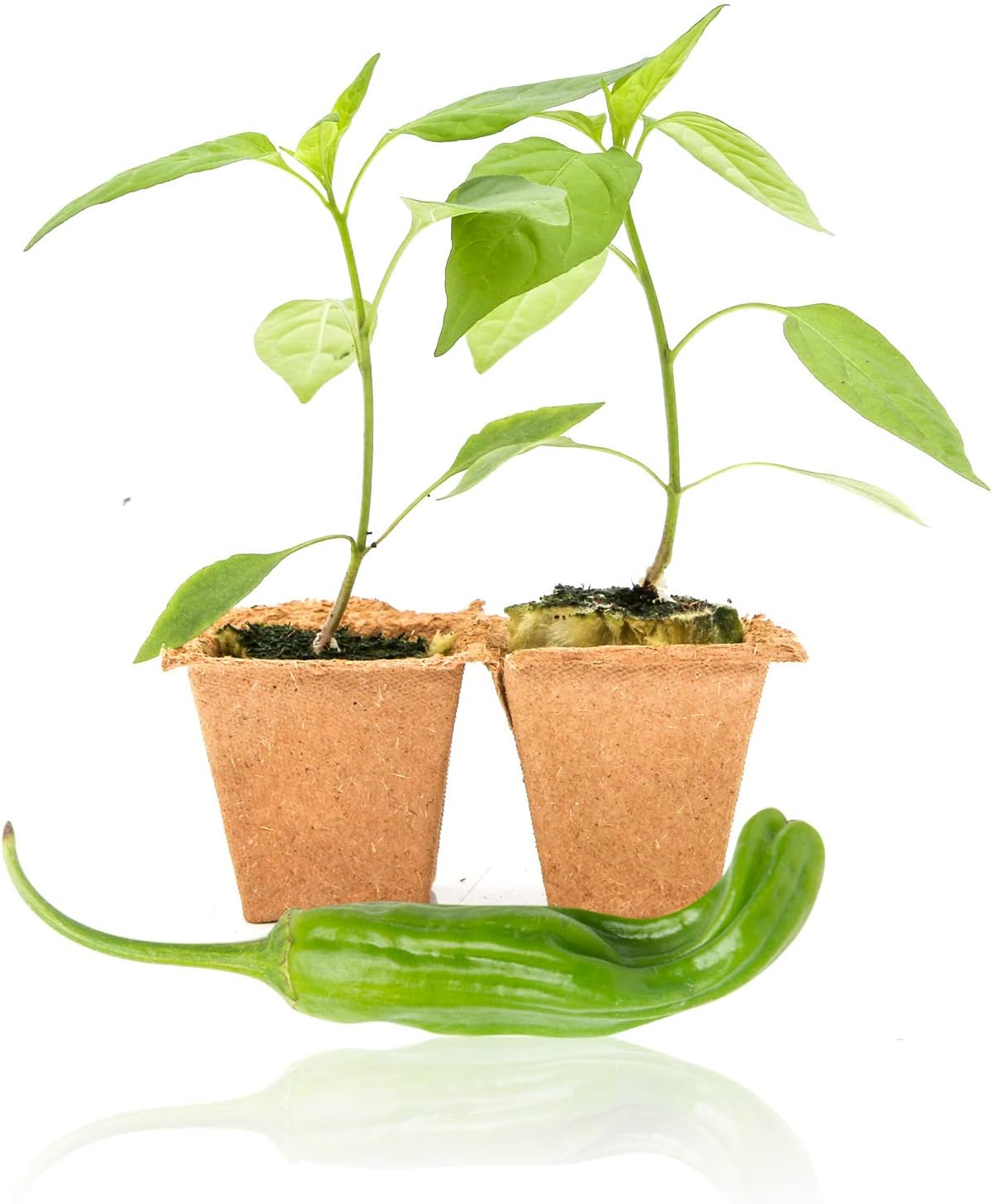 Pepper Joe’s Shishito Pepper Plants 2 Live Hot Chili Plants 2 to 3 Month Spicy