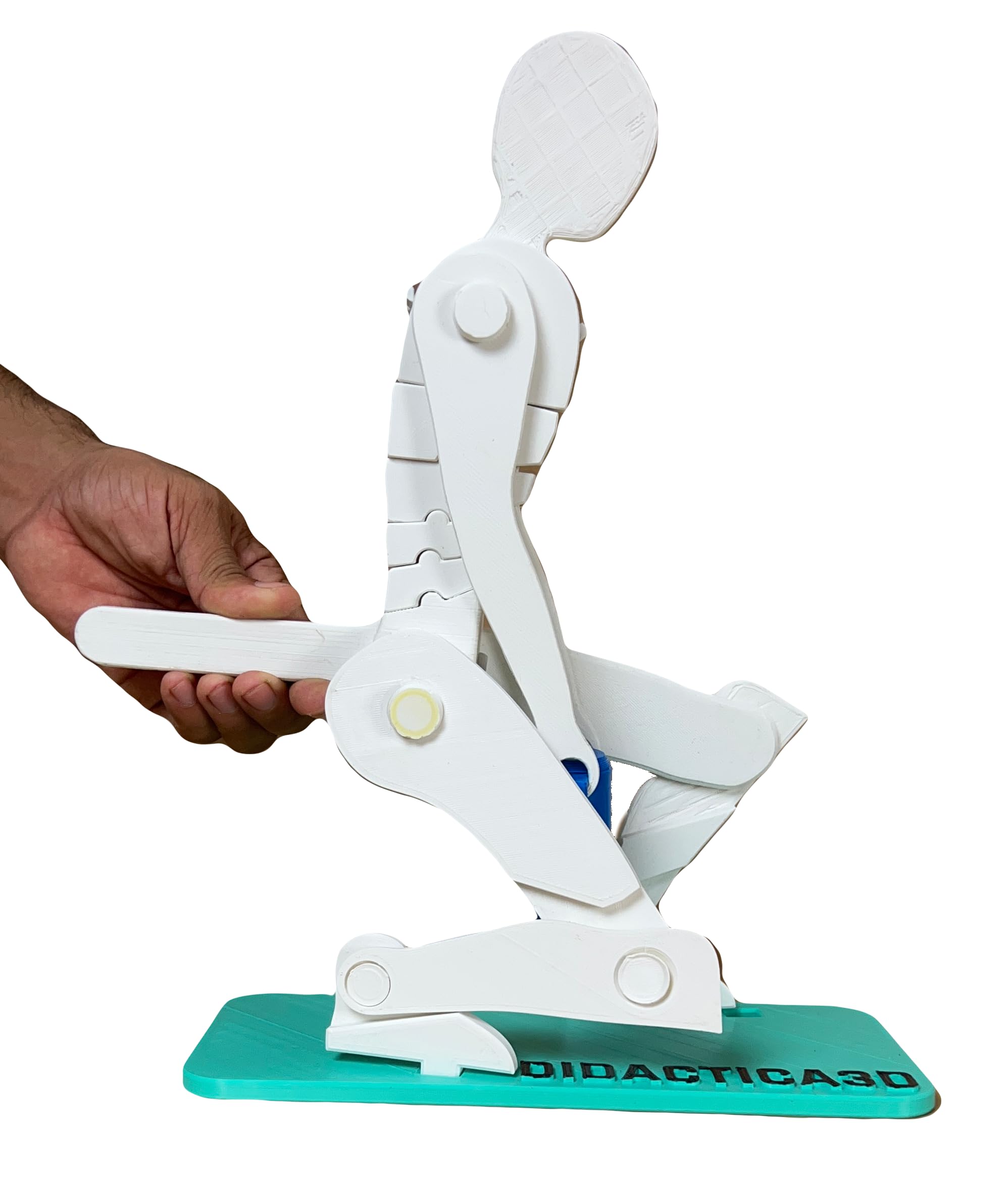 Didactica3d, Correct Lifting Model, Demonstration Figure, Anatomy (Big White)