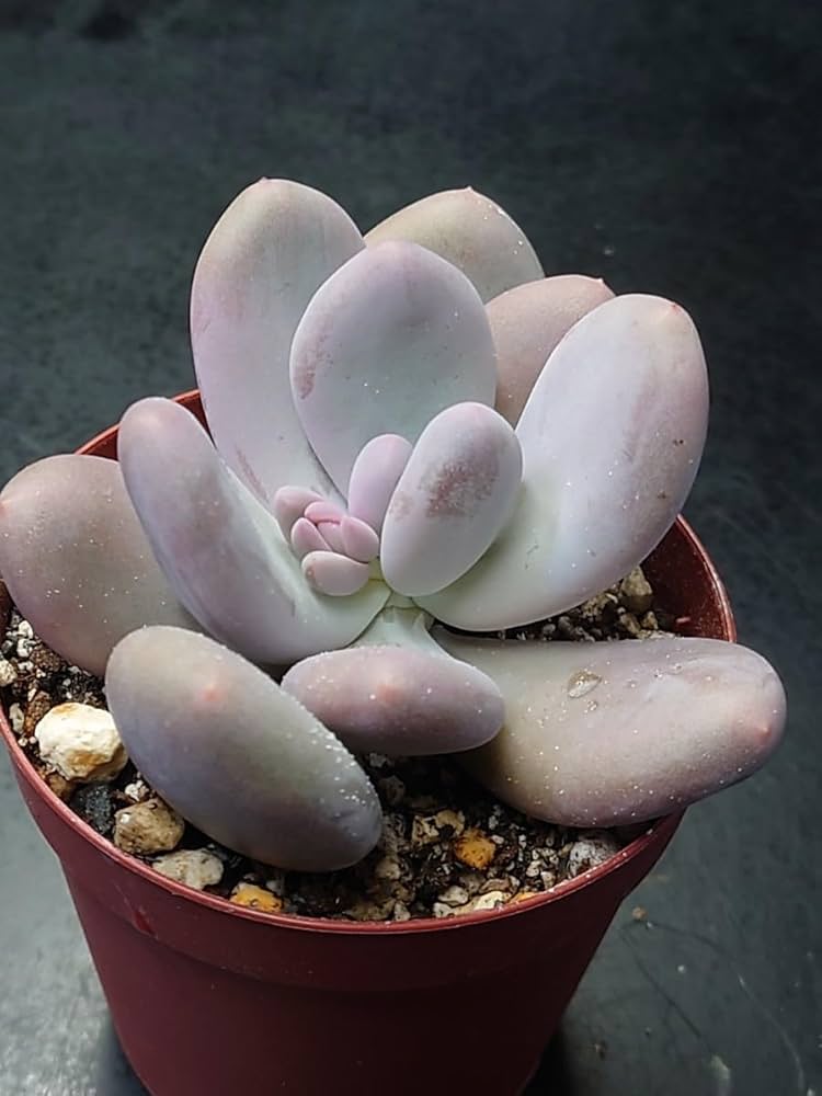 Amazon.co.jp: 多肉植物 韓国苗 ムーンストーン : DIY・工具