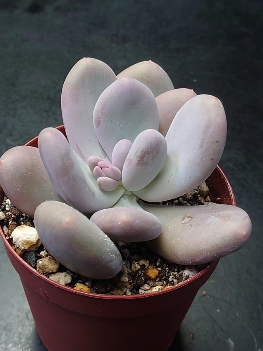 多肉植物 韓国苗 Totty様 韓国多肉植物 韓国苗 エケベリア Echeveria 62-415 Titubans錦 5