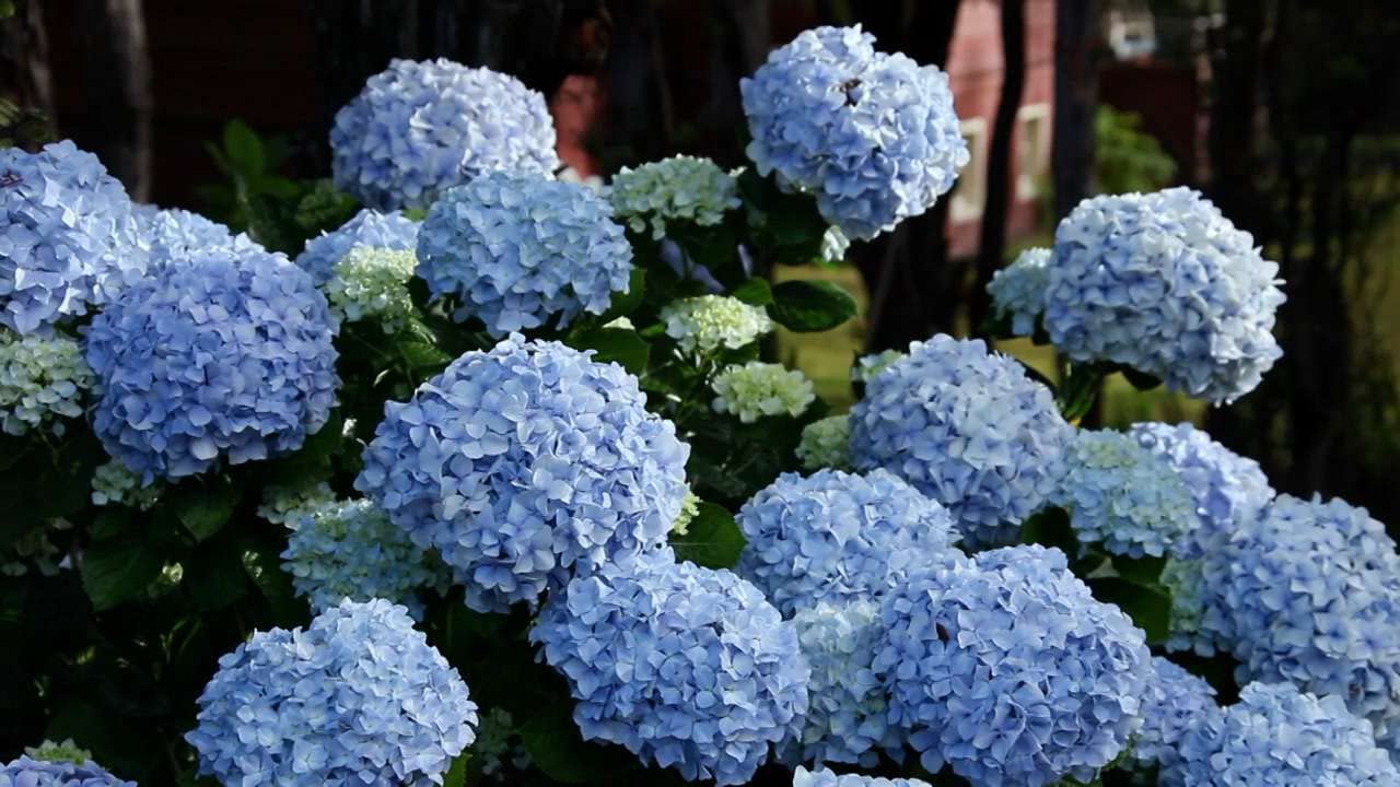 Athidhi Garden Exotic Blue Hydrangea Flower Healthy Live Plant (B09SZMC7GR) Amazon Price History, Amazon Price Tracker