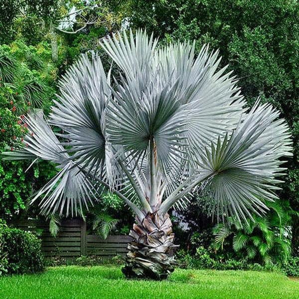 Bismarckia Palm - Plant (B0BBLY2YM3) Amazon Price History, Amazon Price Tracker