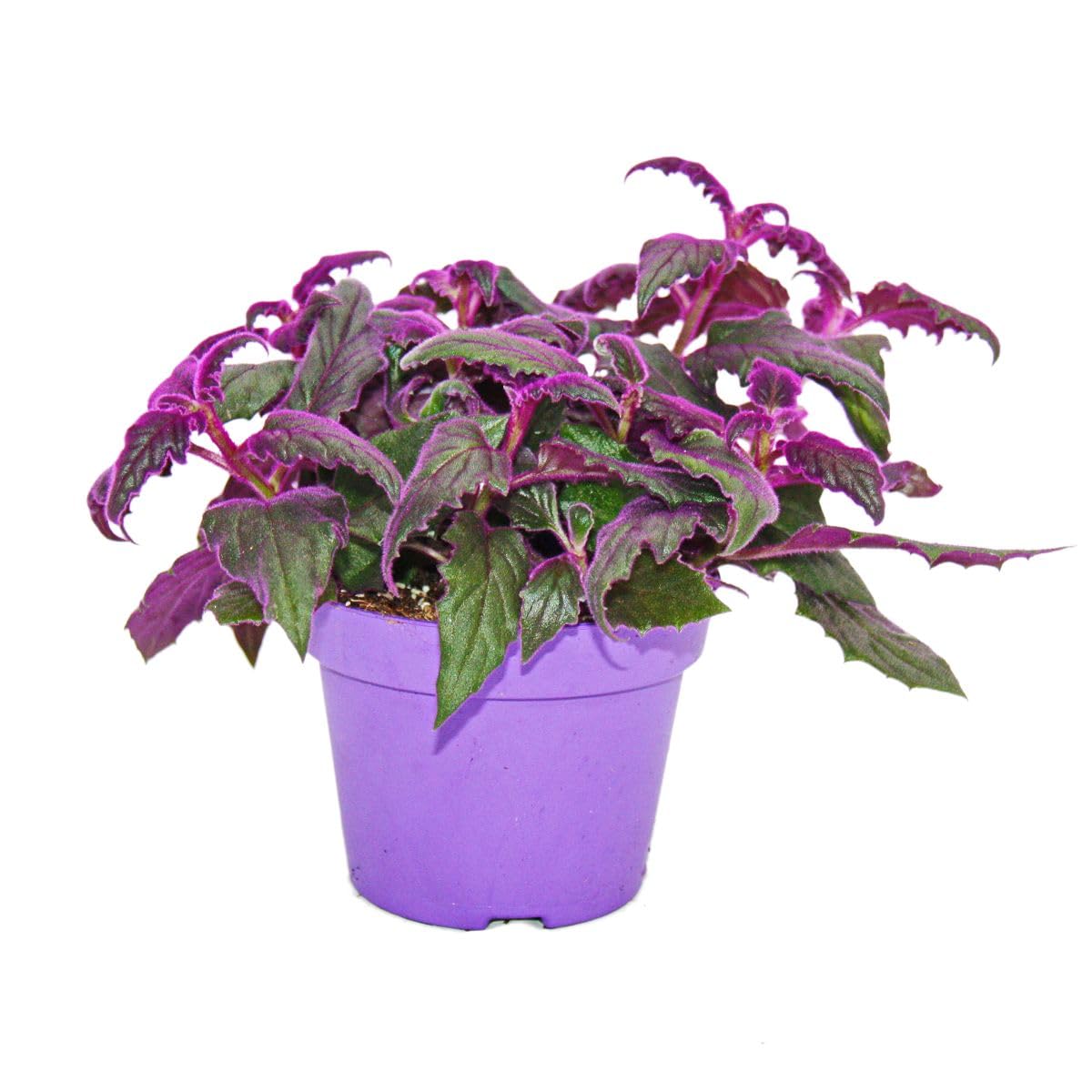 Gynura Purple Passion - Velvet-Leaf - Purple Plant - 12cm doniczka