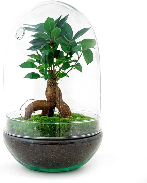 Terrario Bonsai Huevo XL de Cristal - Kit DIY Ecosistema Plantas 30 cm