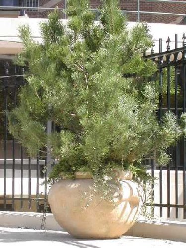 Seedville Japanese Black Pine Seeds