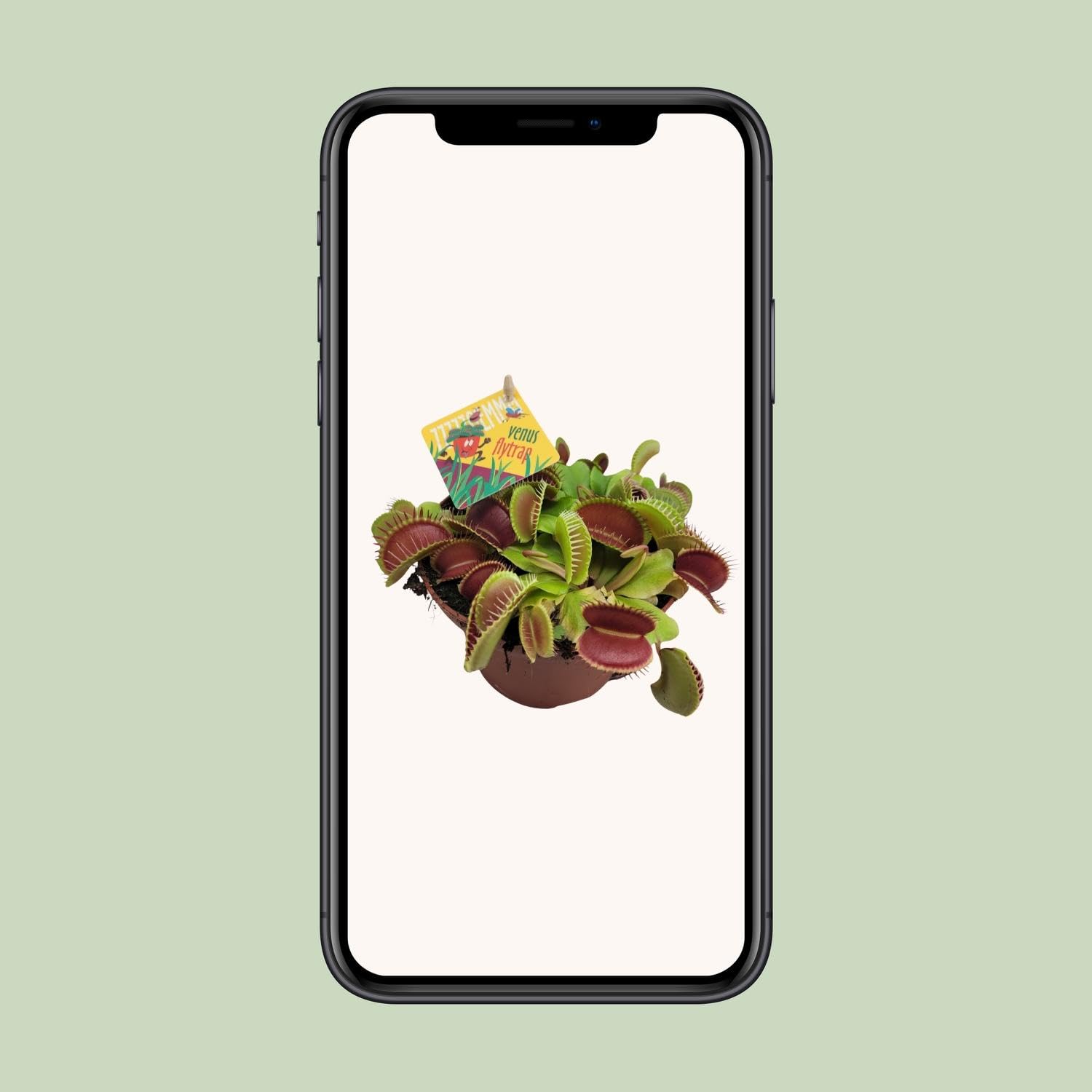 Dionaea Muscipula - 12cm - Ø12cm - Plante d'intérieur - Vert persistant