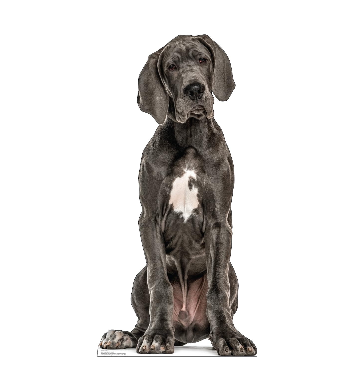 Cardboard People Great Dane Life Size Cardboard Cutout Standup - Made in USA