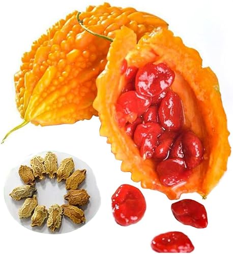 10 semillas Momordica Charantia de melón amargo vid fruta